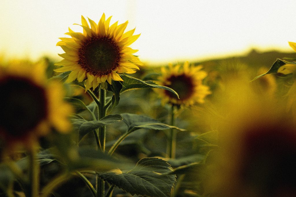 Field of sunflowers