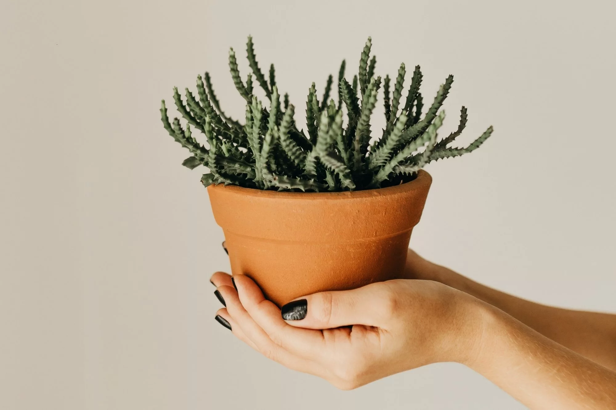 homemade body scrubs, reflect on 2023 set intentions for 2024, mama disrupt